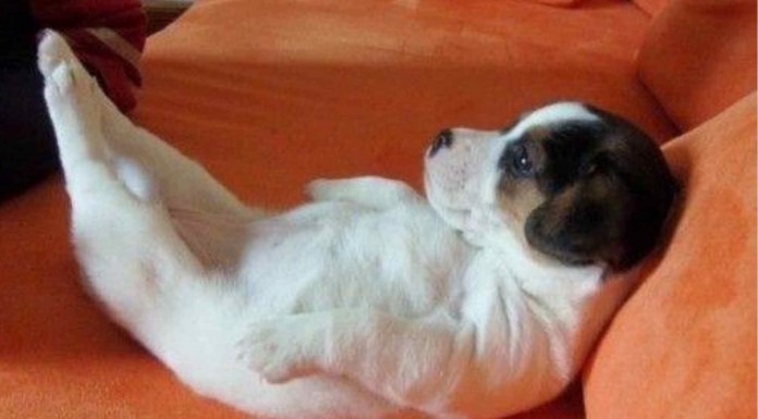 Los animales también van al gym