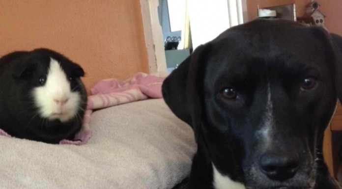 Animales que parece que te digan: WTF!