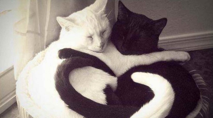 Estos animales están enamorados