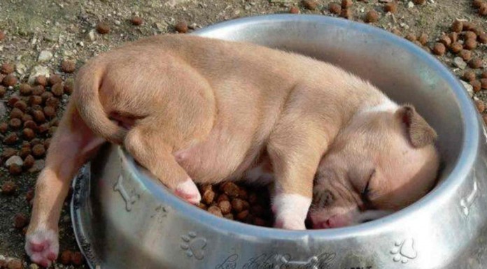 Animales muy graciosos que se duermen en cualquier sitio