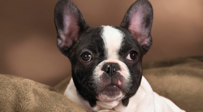 A este perro le encantan las cosquillas