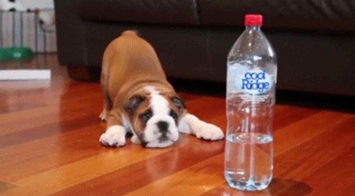 El peor enemigo de un perro