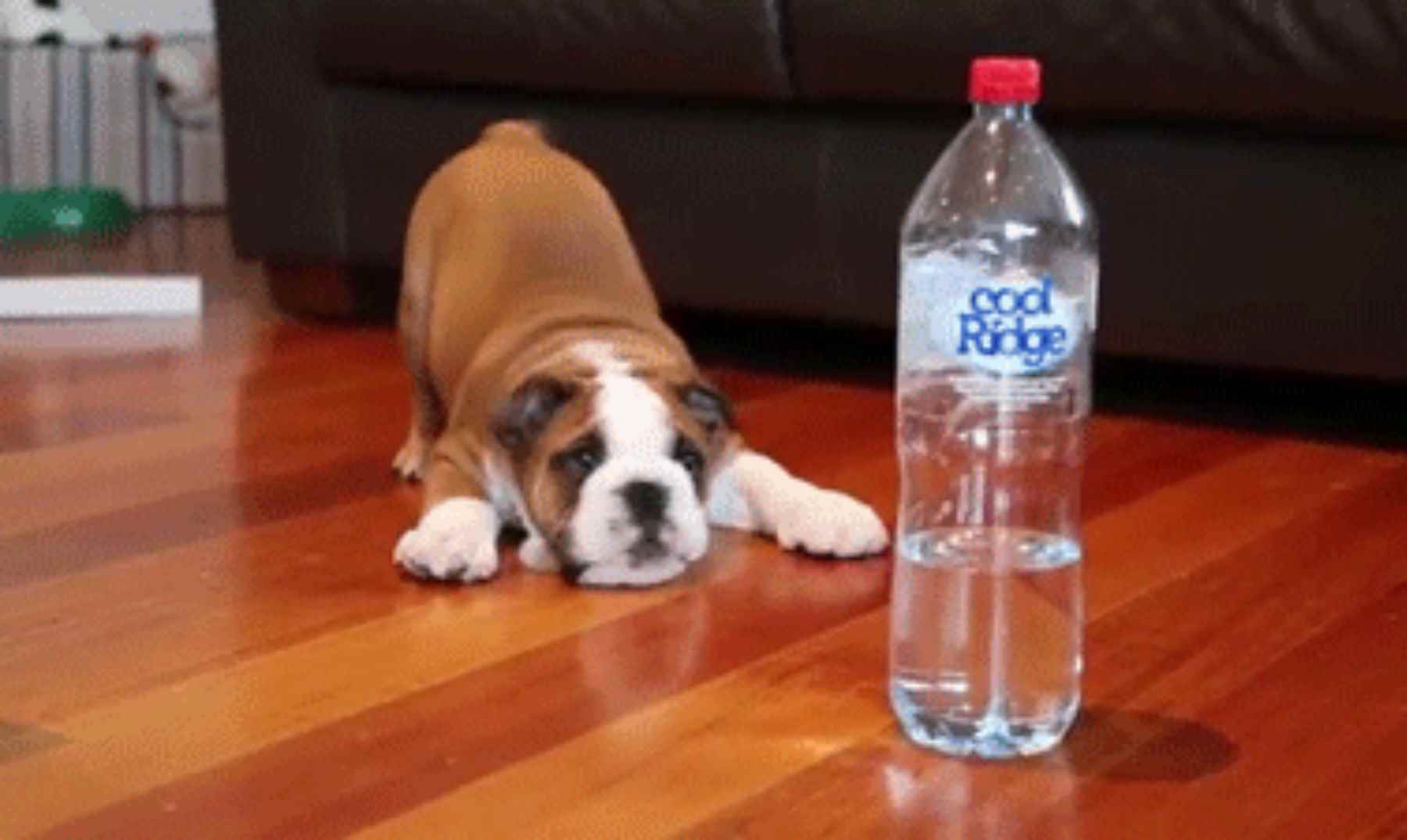 Щенок не пьет воду. Бутылки для щенков. Собака пьет. Собака и бутылка. Пьющая собака.
