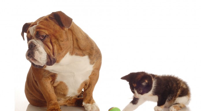 Un bulldog recuperando su territorio