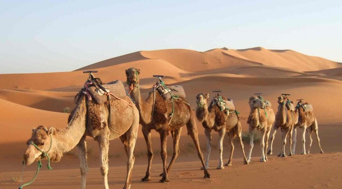 El camello futbolero