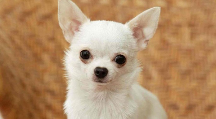 Un chihuahua en la nieve