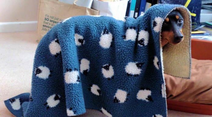 Los animales también son víctimas de los resfriados