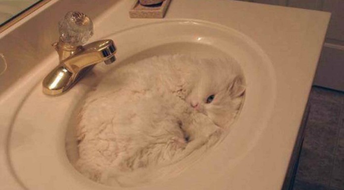 Divertidas maneras que tienen los gatos de dormir