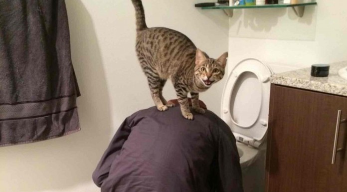 Los gatos: buenos compañeros para los días de resaca