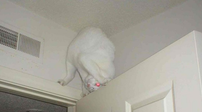 Los gatos son unos ninjas expertos