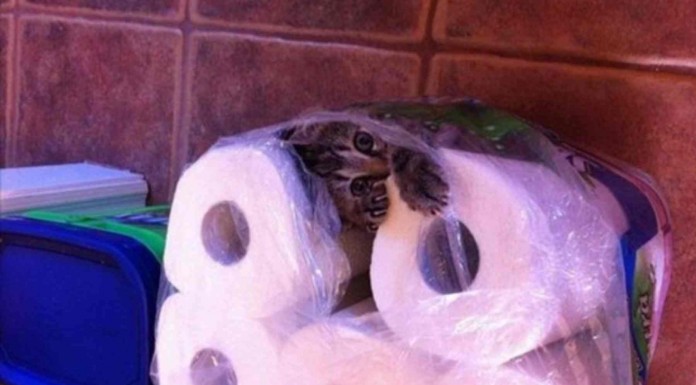 Divertidos gatos atrapados