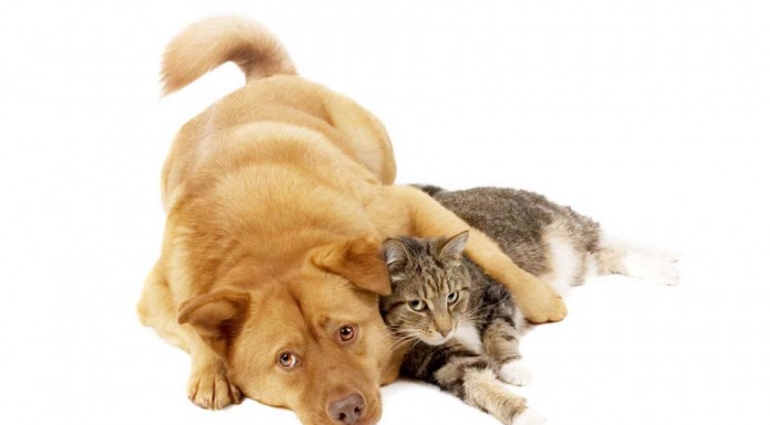 Gatos vs. Perros ¿quién ganará?