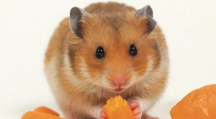 Divertido hamster comiendo