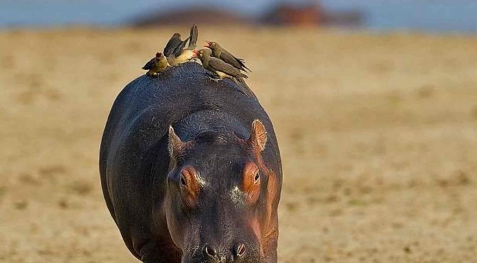 Hipopótamo atacado por una bandada de pájaros