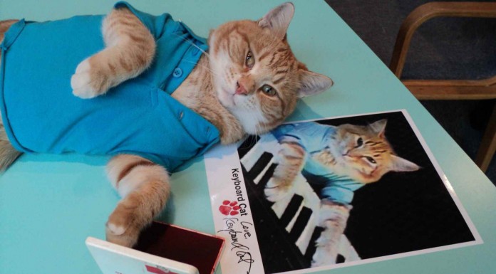 El gato músico: Keyboard Cat