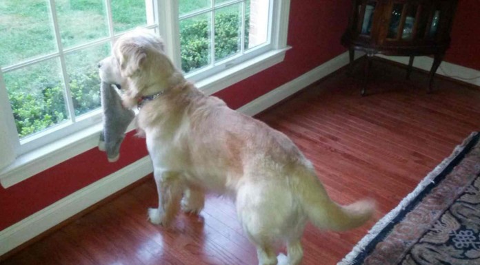 Las mascotas siempre esperan a que llegues a casa