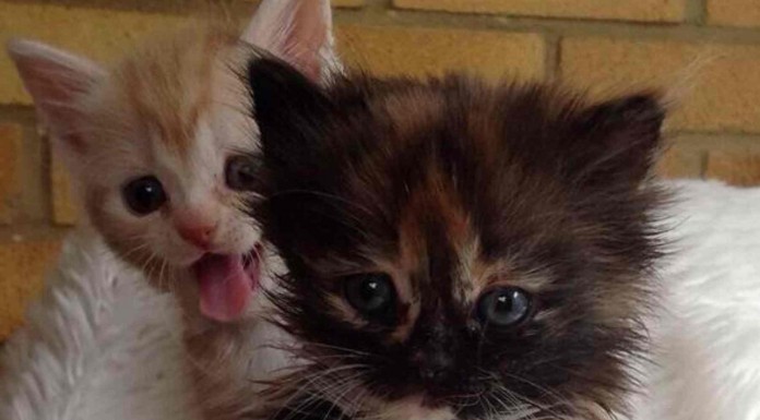 Mascotas que quieren salir en las fotos