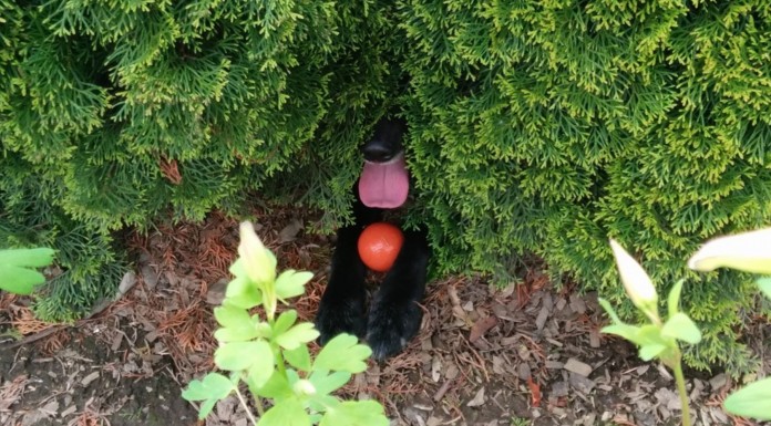 Las mascotas también juegan al escondite