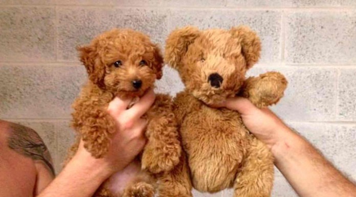 Mascotas que se parecen a los peluches