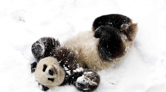 Un oso panda descubre la nieve por primera vez