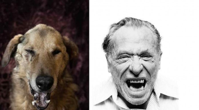 Perros que se parecen a sus dueños (Parte I)