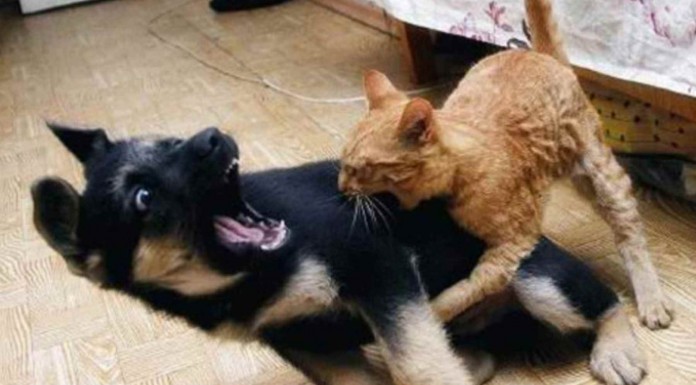 La estresante vida de un cachorro