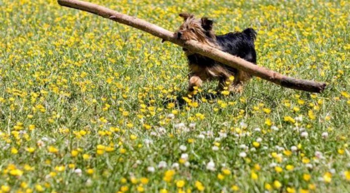 Perros muy pequeños para sus juguetes grandes