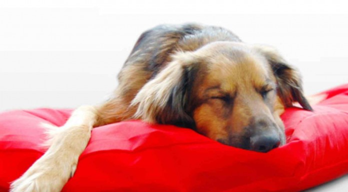 Perros que no pueden esperar a que te despiertes