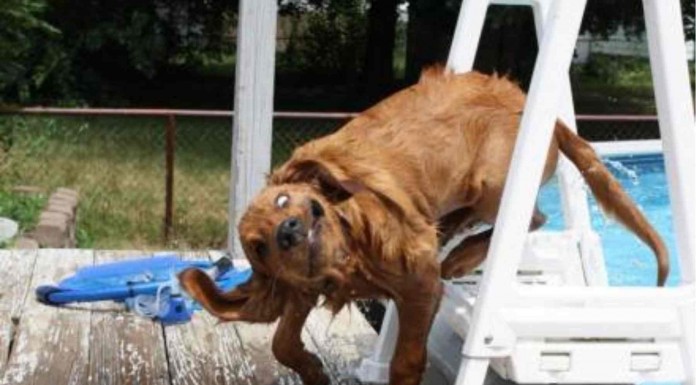 Perros en situaciones un poco ridículas