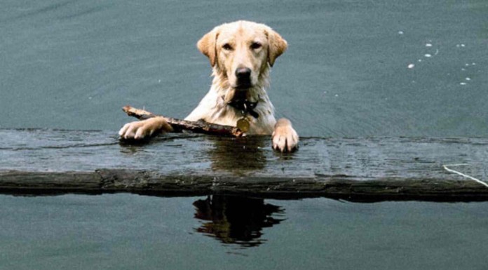 Un vídeo divertido de un perro que salva a su dueño