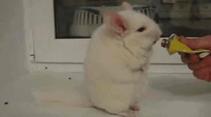 Gifs graciosos de animales