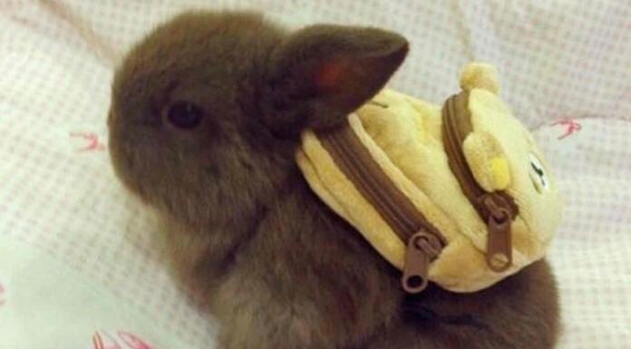 Los animales más adorables del mundo