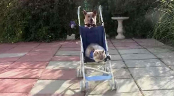 Estos animales tan diferentes son muy buenos amigos por muy increíble que parezca ¡un león y un perro, increíble!