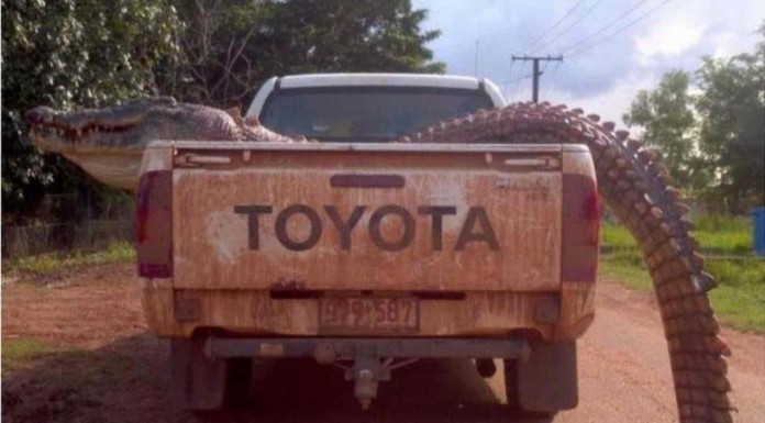 Hay algunas imágenes que no dejan de impactarnos… No te pierdas la cabeza flotante ¡LOL!