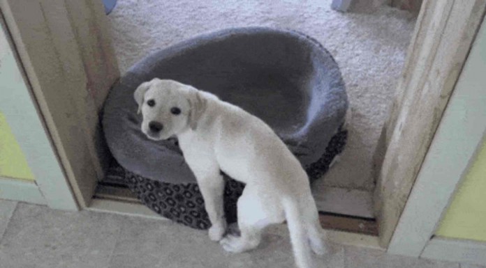 A estos perros no les gustaba mucho el lugar en el que tenían su cama así que la cambiaron inmediatamente de sitio, ¡no podrás dejar de reír!