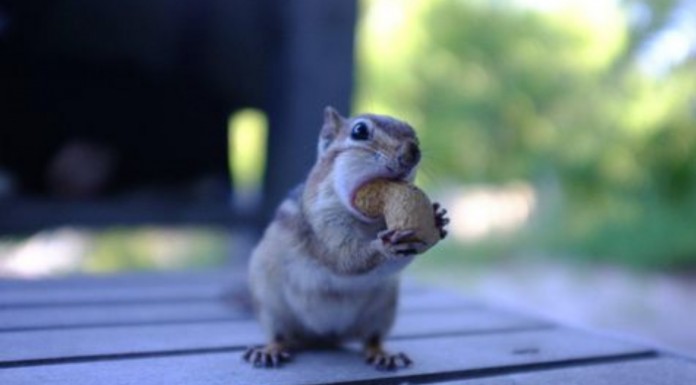 Estos animales tienen una manera de comer muy divertida ¡no te pierdas al cerdito!