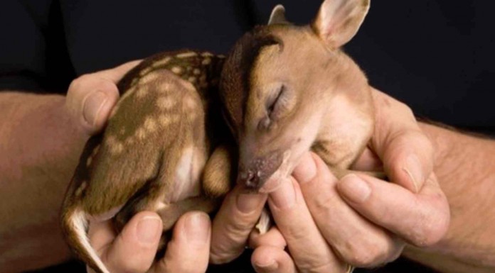 Conoce a estos cachorros de bebés con los que seguro que se te derretirá el corazón ¡mira el bebé hipopótamo!