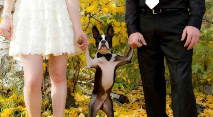 No podrás dejar de reír cuando veas a estas mascotas arregladas para ir a una boda. ¡El bulldog es irrestistible!