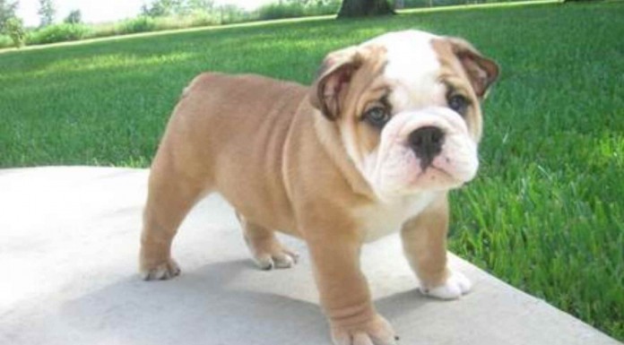 No te pierdas este vídeo de un cachorro bulldog intentando levantarse del suelo, ¿lo conseguirá?