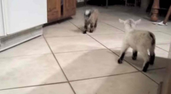 Mira lo bien que se lo pasan estas cabras bebés saltando por la casa