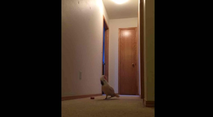 Esta cacatúa habla como si fuera una mamá enfadada porque nadie ayuda en casa, ¡ya lo verás: alucinarás!