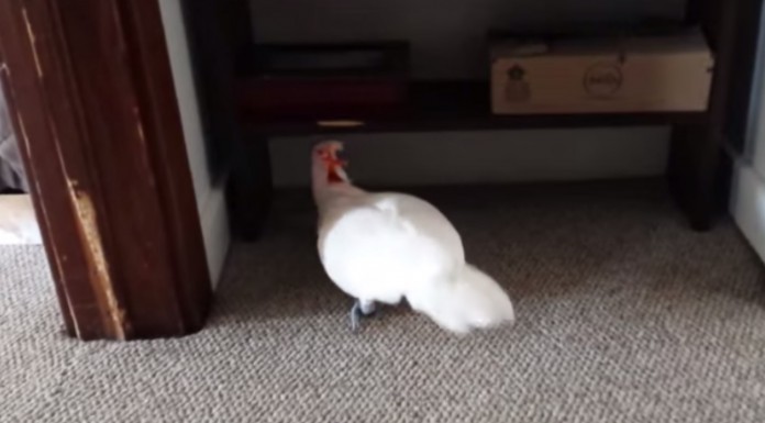 A esta cacatúa le dijeron que tenía que ir al veterinario y reaccionó de una manera súper graciosa