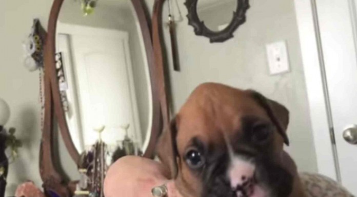 Este adorable cachorro de Boxer quiere ser un lobo e intenta aullar ¡pero pobrecito no lo consigue!