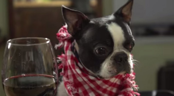 Aprende a hacer una receta de spaghetti a la carbonara con un chef muy especial ¡un precioso bulldog!