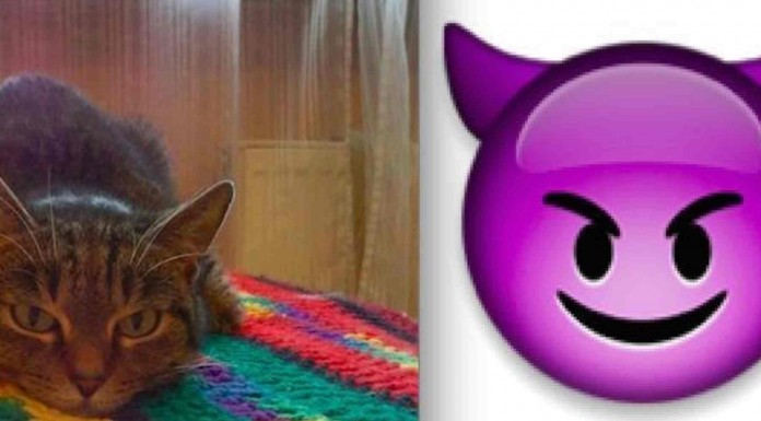 Estos animales fueron los que inspiraron a que se crearan los emoticonos que usamos en WhatsApp ¡alucina con la semejanza!
