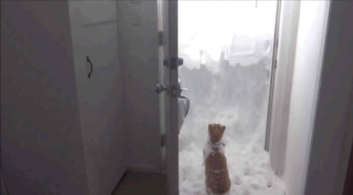 No te podrás creer lo que hace este gato para reunirse con su familia. ¡Es alucinantemente tierno!