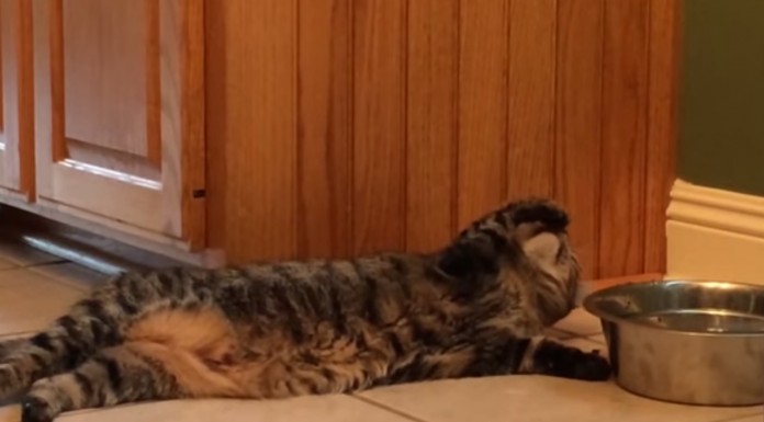Este gato es tan perezoso que se inventa una nueva manera de beber agua ¡no te lo creerás!