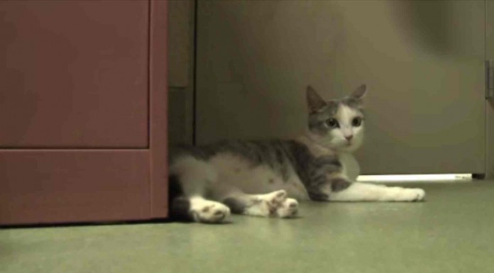 Conoce la historia de un increíble gato que adopta a un cachorro Pitbull que ha sido abandonado, ¡emocionante!