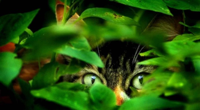 Divertidas imágenes de gatos escondidos