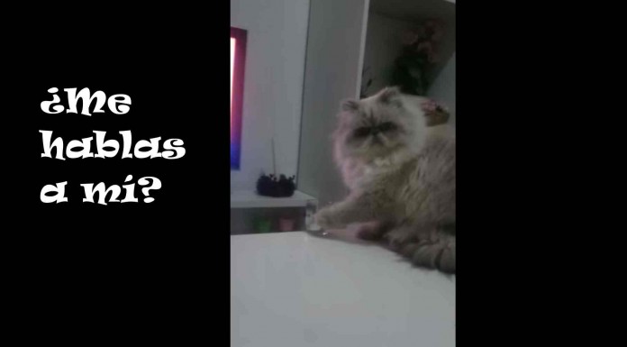 Conoce al gato más malote del barrio con este divertido vídeo que muestra lo pasota que es este felino